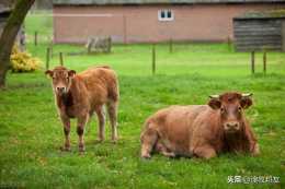 母牛不孕症怎麼辦？如何防治？
