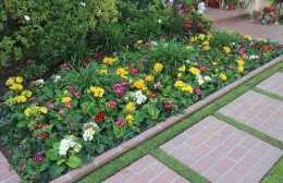 在家盆栽報春花，多注意6個方面，春節期間就能開花，忒美