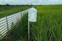 水稻種植能使用的生物農藥總結，注意提早2-3天使用