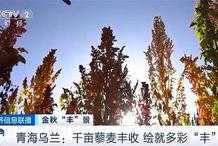 青海烏蘭千畝藜麥豐收 繪就多彩“豐”景