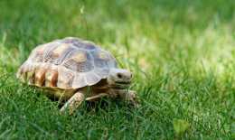 基枝藻怎麼養殖飼養烏龜可根據居住條件，或用木箱或用水族箱中散養