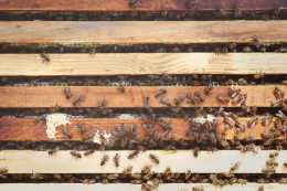 蜂群調補子脾的需要，採蜜和繁蜂的能力，雙雙增強，還延緩分蜂熱