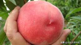 6月上旬成熟的鮮桃，好品種有這些！