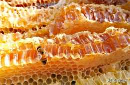 蜂巢蜜也被質疑是假的？蜂巢蜜假的可能有多大？答案來了