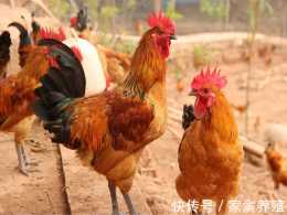 農村散養土雞，土雞怎麼餵養可以快速長蹬爪、提前出欄