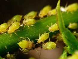 蚜蟲為害症狀和生活習性，以及高效防治方法！