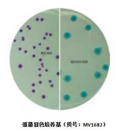 顯色培養基法分離副溶血性弧菌
