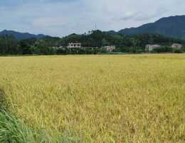 種植水稻簡單操作也可以避免種出“鎘大米”
