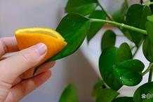 垃圾桶裡的橘子皮，簡單處理一下用來養花，葉片油綠養啥都旺