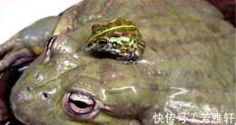 長著尖刺狀牙齒,能吞老鼠的非洲牛蛙,還被叫做"小精靈蛙"?