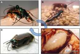 蟑螂成為寄生蜂的御用代孕蟲，幼蟲出生後竟蠶食“代母”身體