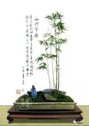 一組名家竹盆景作品欣賞，人要知足常樂