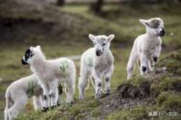 養羊多胎有秘訣嗎？提高羊的多胎繁殖能力有哪些方法呢？