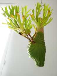 鹿角蕨究竟有多美多奇特，才讓它成為新晉網紅植物？