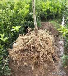 諾基爾：你家的果樹修過根嗎？非常有用的促進吸收根發育的方法