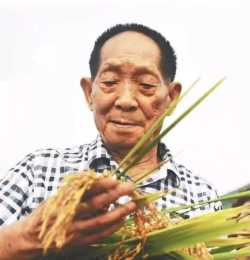 袁隆平的夢想在開州紮根，“禾下乘涼稻”迎來大豐收