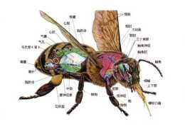 蜜蜂養殖技術｜蜜蜂內部構造的六大腺體和五大系統