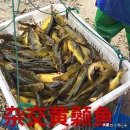雜交黃顙魚高效人工繁殖技術