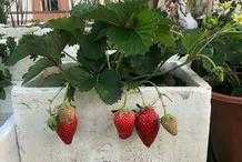 家庭種植草莓小技巧！