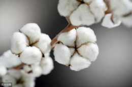 棉花種植及管理，棉農都應該瞭解一下