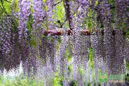 多花紫藤一年開幾次花？不開花的原因是什麼？