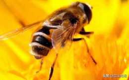 蜜蜂的外形特徵和習性