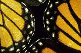 蛾和蝶——鱗翅目中的“雙胞胎”，到底有什麼區別呢？