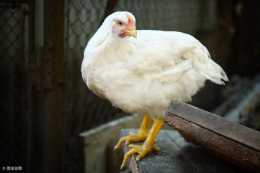 膽汁酸在家禽養殖中的應用研究進展