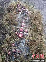 青海高原有機赤松茸獲豐收 實現“產業興旺”
