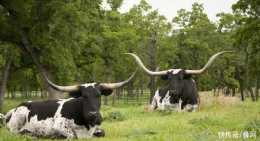 世界上牛角最大的牛，當地人視為寶物，用牛的NN來洗臉洗澡