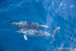 【海洋科普】中華白海豚現存數量與生存現狀