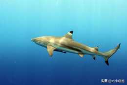 世界十二大凶猛鯊魚排名，烏翅真鯊居然僅排第十！