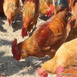 土雞的科學管理，雞腳蹬子長得慢需要補什麼營養元素