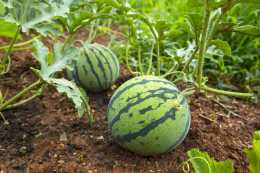 “苄氨基嘌呤”在農產品生長上的作用和果園、蔬菜、花卉上的效果