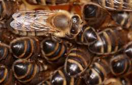 苦楝木防治巢蟲 中蜂巢蟲綜合防治方法