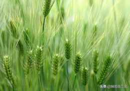 種植小麥，提升產量的技術指標，你熟知幾點？