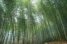 竹子為什麼會生長得這麼快？為何被稱為不秋草？