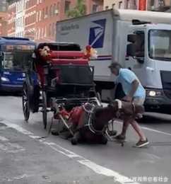 紐約街頭商業馬車馬匹累倒後被車伕抽打，美媒:目擊者“感到震驚”