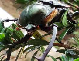 陽彩臂金龜在貴州被發現，曾經野外滅絕的它為何屢屢現身？