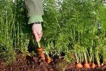 胡蘿蔔膨大期如何管理，做好水肥管理，及時培土是關鍵
