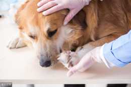 小知識：狗狗便血是什麼引起的，應該如何醫治？