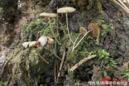 又上新了!武夷山國家公園發現2個大型真菌新物種