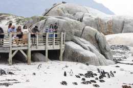 南非：沙灘上的非洲企鵝