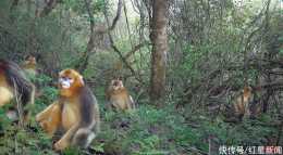 太萌了！國家一級保護動物川金絲猴群在北川山林組團“聚餐”