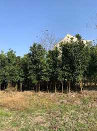 香泡樹怎麼種植?香泡樹管理和種植方法