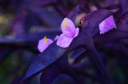 勇敢無畏，潛力無限——紫竹梅的植物非試管高效快繁技術