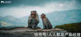 環球音樂送四隻猿猴出道,它們的音樂你聽嗎?