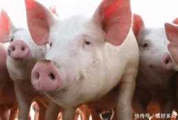 飼料大漲400元噸！2023年豬飼料能降價？養殖戶注意兩大關鍵問題
