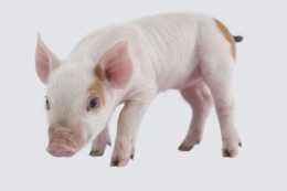 豬嘔吐黃黏液的5種病因