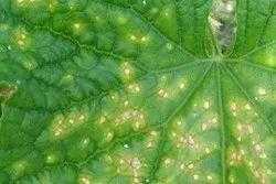 黃瓜上葉斑那麼多，到底哪種是棒孢葉斑病？